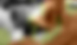 国产视频欧美,欧美市场刮起中国风